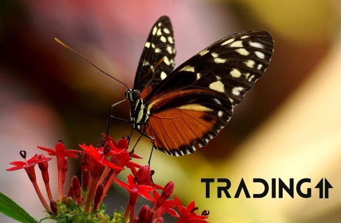 analyza trading11 motyl analyza trading11